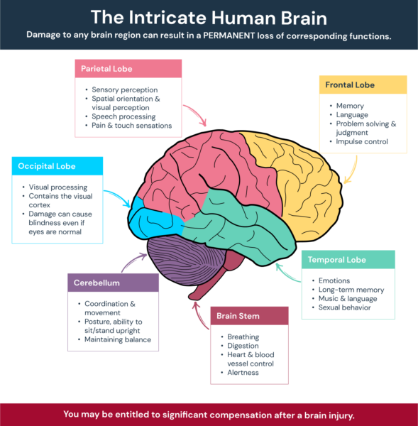 Infographic of human brain showing functions of each lope